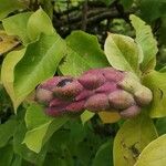 Magnolia liliiflora Frutto