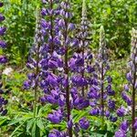 Lupinus perennis Flor