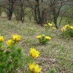 Adonis vernalis عادت داشتن