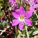 Lythrum junceum Λουλούδι