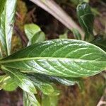 Chassalia gaertneroides Hoja