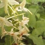 Platanthera bifolia फूल