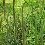 Carex pendula Ovoce