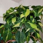 Philodendron cordatum Foglia