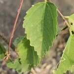 Grewia trichocarpa Hoja