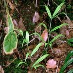 Pteris cretica Habitus