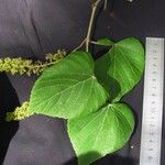 Vitis tiliifolia Ďalší