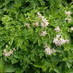 Thalictrum aquilegiifolium Blüte