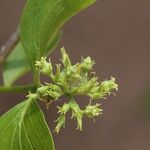 Strychnos spinosa Blüte