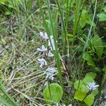 Galearis rotundifolia Flower