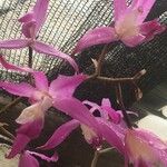 Laelia autumnalis Flower