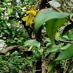 Sophora denudata Hábito