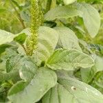 Amaranthus spinosus Foglia