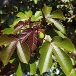 Jatropha gossypiifolia Folha