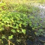 Marsilea quadrifolia Likasa
