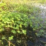 Marsilea quadrifolia Blatt