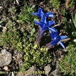 Gentiana terglouensis Hábitos