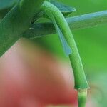 Brugmansia sanguinea Fruto