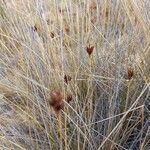 Schoenus nigricans Frucht