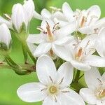 Lysimachia clethroides Flor