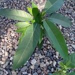 Ficus callosa Leaf