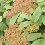 Rodgersia aesculifolia Fiore