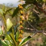 Stillingia lineata Blomma