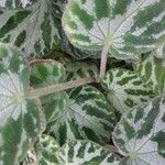 Begonia imperialis Otro