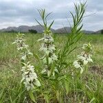 Monarda punctata Blad