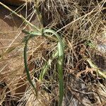 Lactuca viminea Leaf