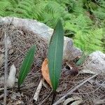 Cryptostylis erecta Folio