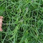 Gypsophila muralis Leaf