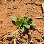 Rumex roseus Hoja