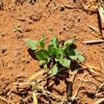 Rumex roseus Leaf