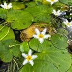 Nymphoides indica Blomst