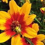 Coreopsis verticillata Цветок