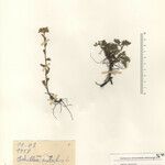 Achillea virescens Mosusu
