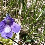 Pinguicula balcanica Blüte