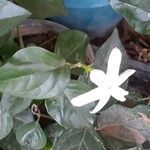 Jasminum grandiflorumLeaf