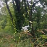 Anthericum ramosum Habitus