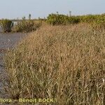 Spartina maritima Habit