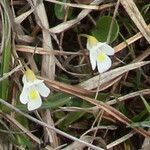 Pinguicula alpina Kwiat