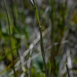 Linaria simplex Leaf