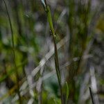 Linaria simplex Лист