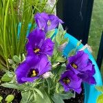 Eustoma grandiflorum (Raf.) ShinnersÇiçek