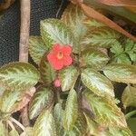 Episcia cupreataLevél