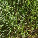 Poa alpina Leaf