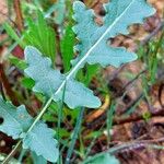 Erucastrum nasturtiifolium Folha