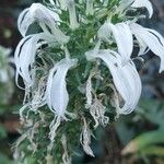Lobelia nicotianifolia Blomma