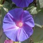 Ipomoea indicaFlower